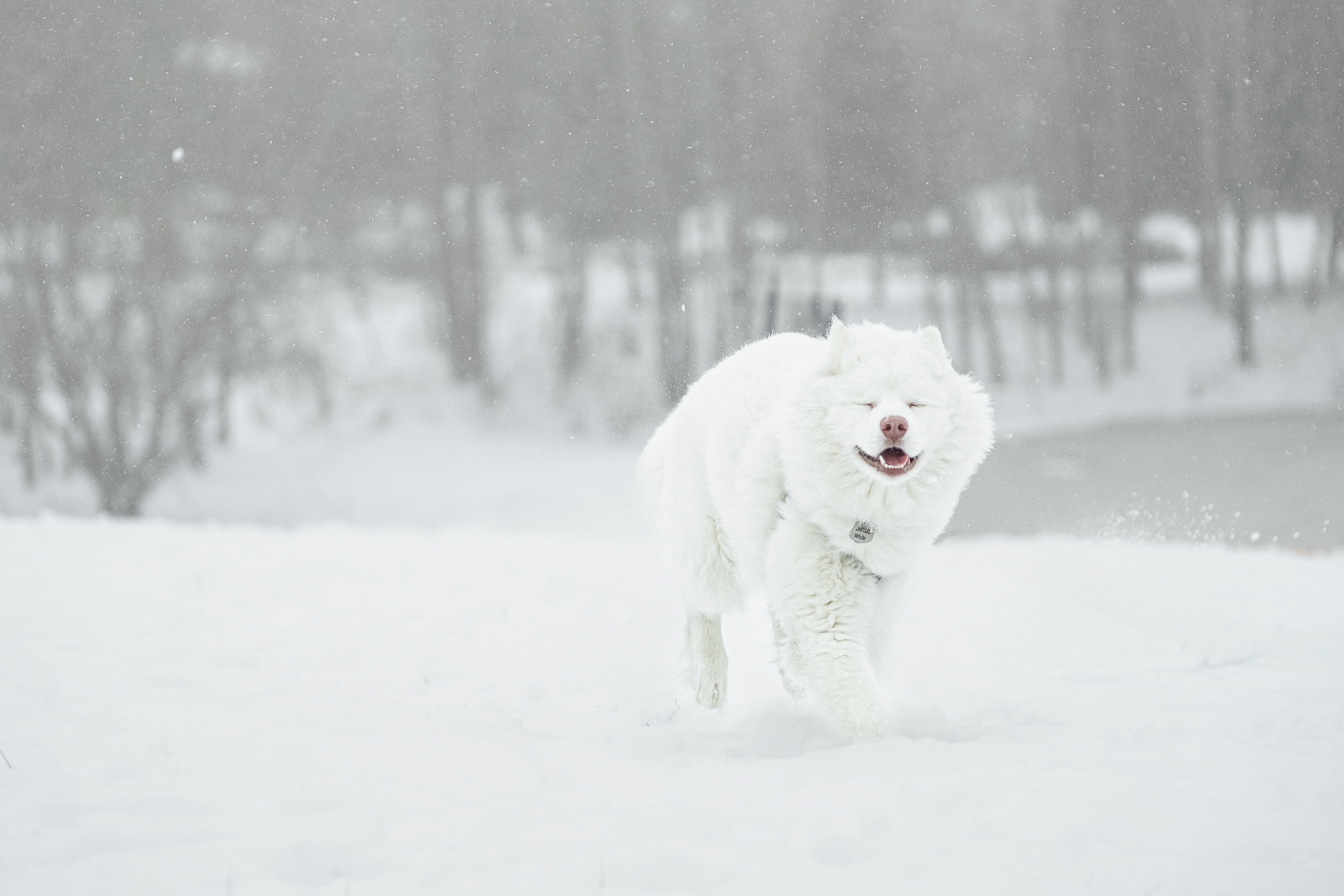 Fluffy white dog joyfully running through snowy landscape with a blurred forest background.