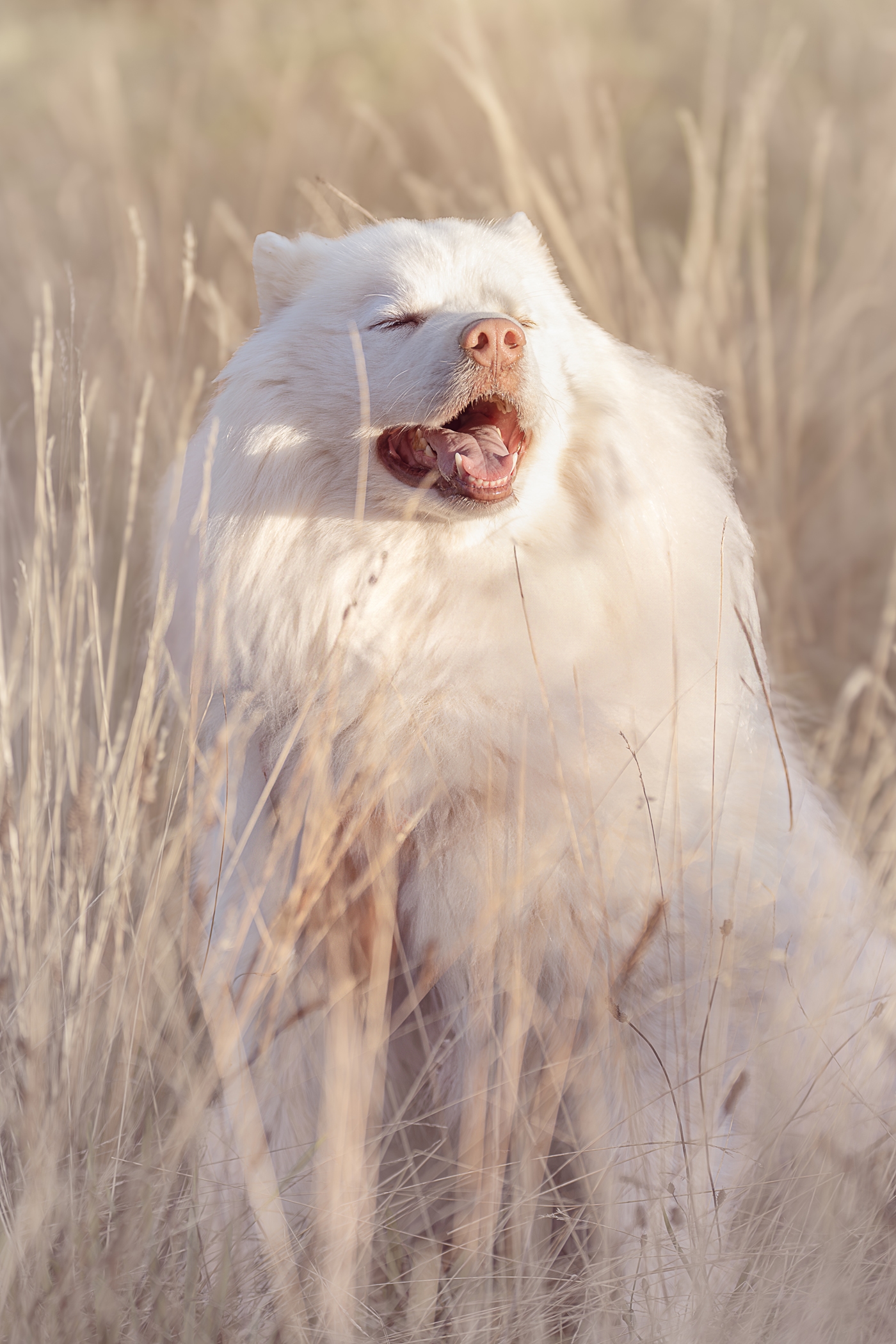 Fluffy white dog enjoying sunlight in a field of tall grass.