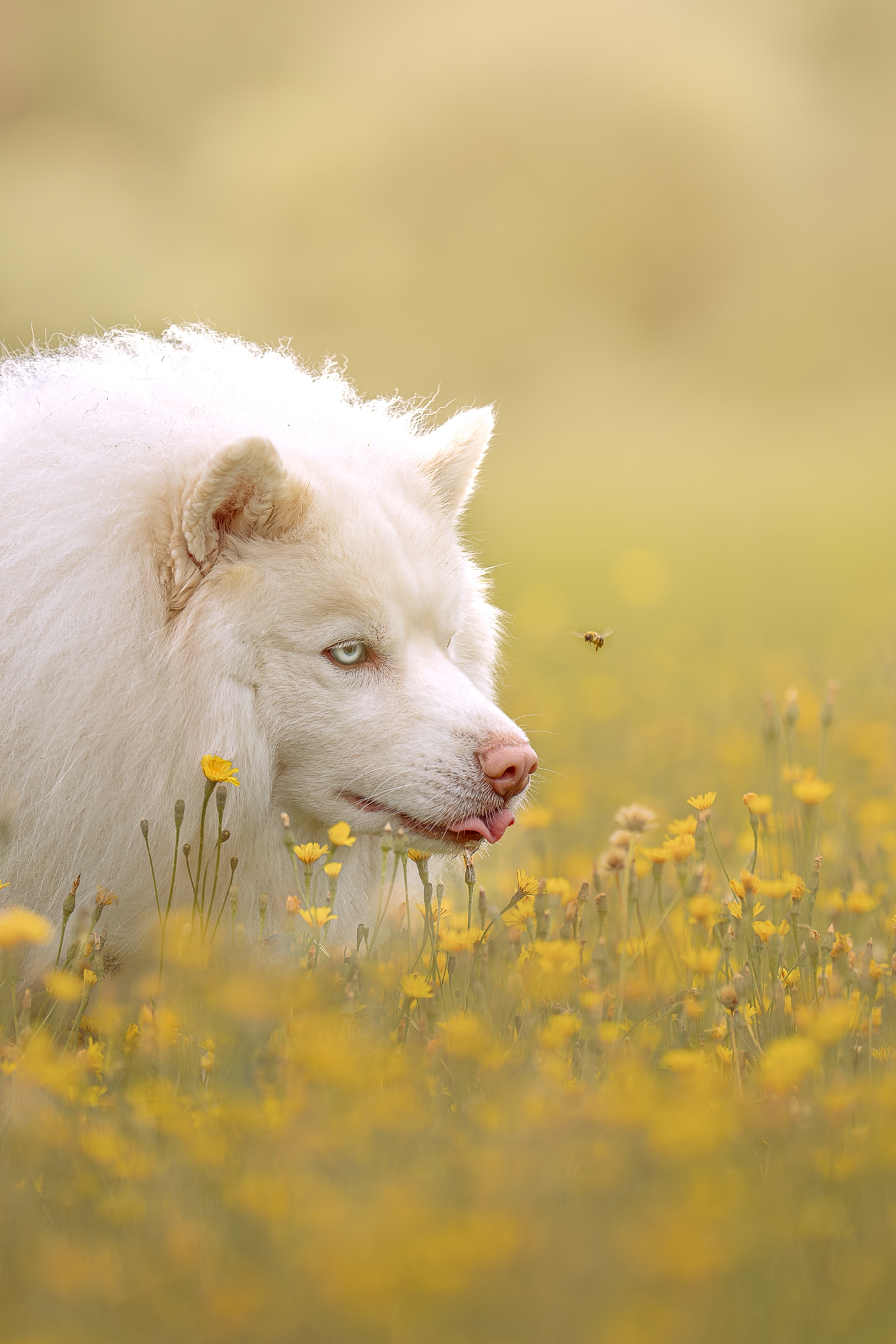 Fluffy white dog amidst yellow wildflowers with a bee hovering nearby.