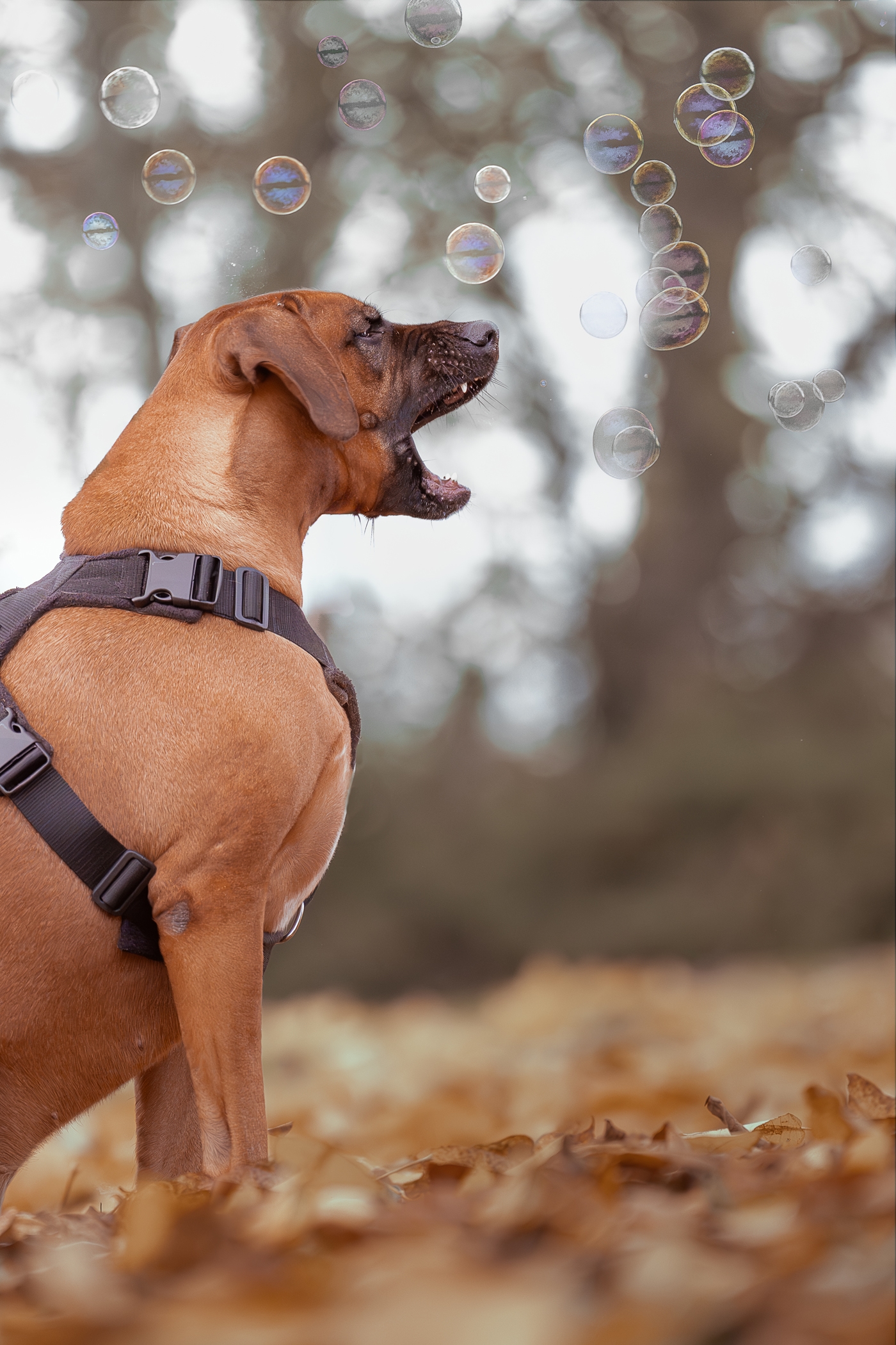 Dog playing with bubbles in autumn forest, capturing joyful pet moments.