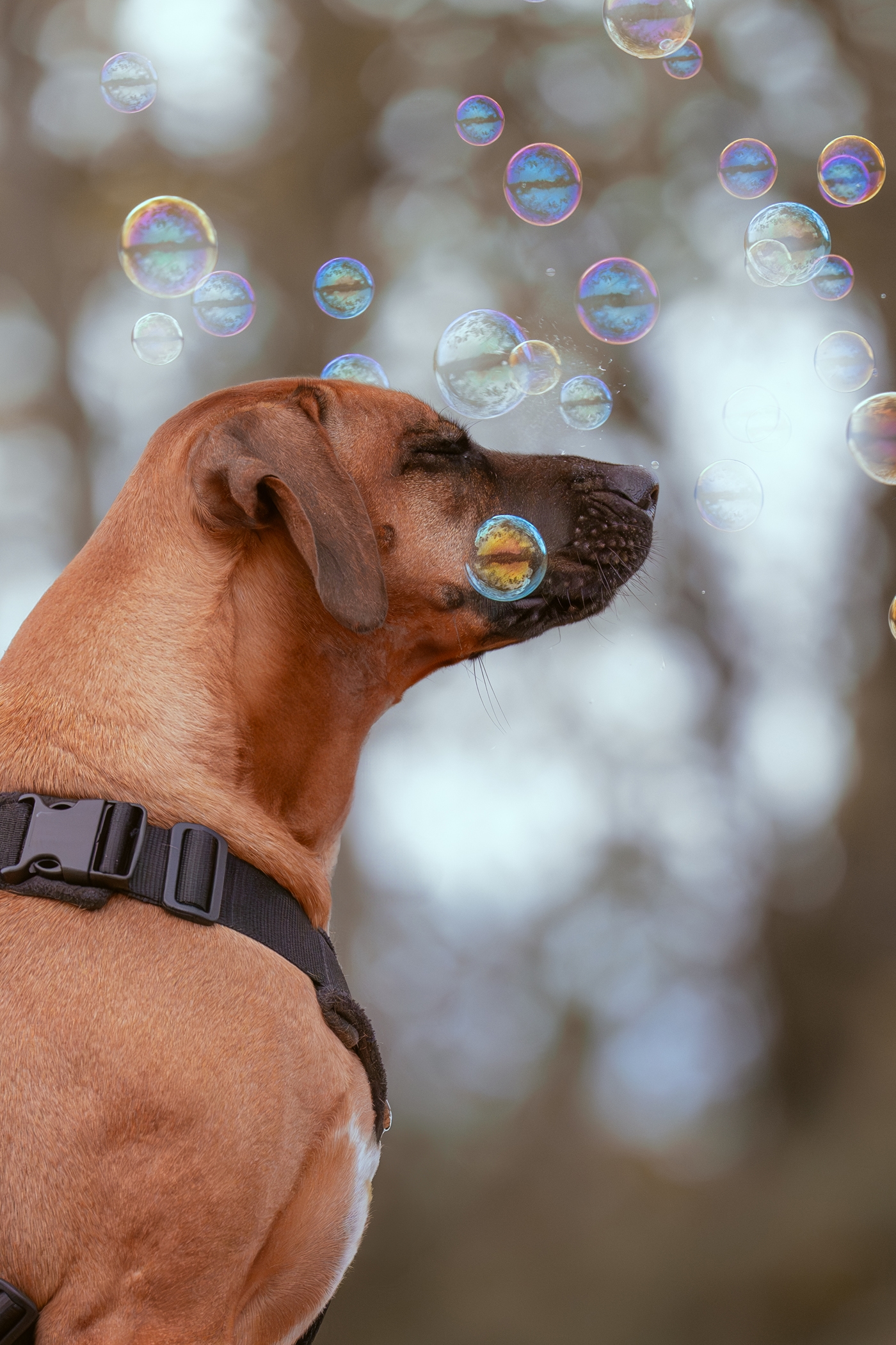 Dog playing with bubbles outdoors, whimsical canine photography.