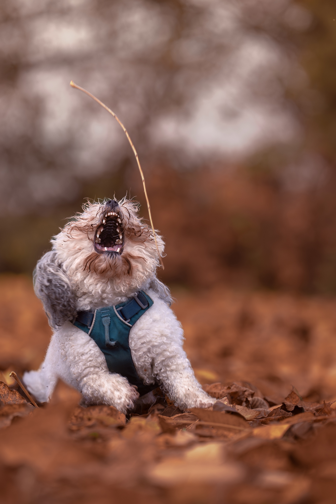 Playful dog catching stick in autumn leaves; cute pet photography in fall setting.