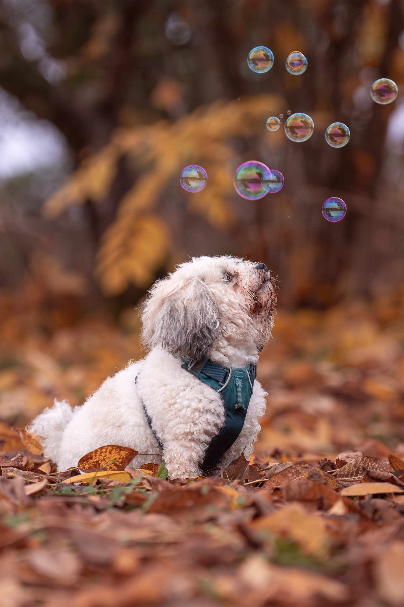 Fluffy white dog in harness plays with bubbles among autumn leaves.