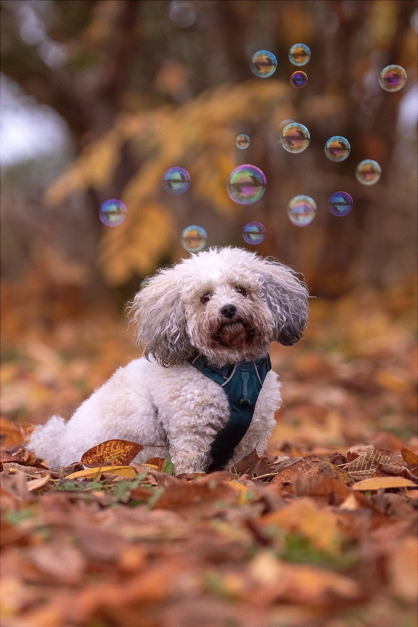 Fluffy white dog playing in autumn leaves with floating bubbles in a forest setting.