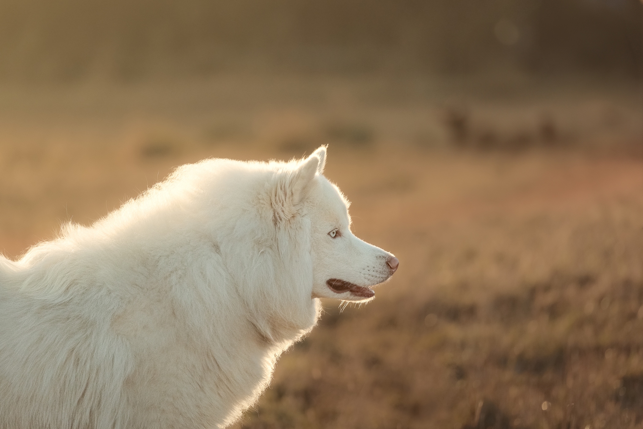 Fluffy white dog in sunlit meadow at golden hour.