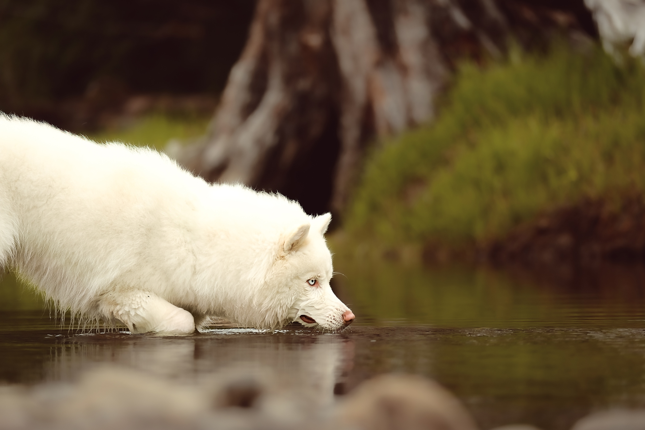 White wolf drinking from a serene forest stream.