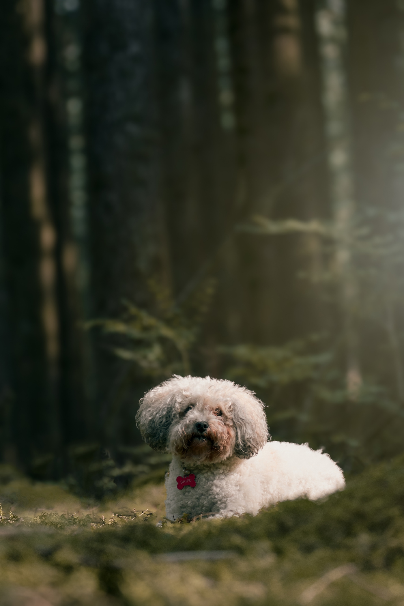 Fluffy white dog with a red tag resting in a sunlit forest.