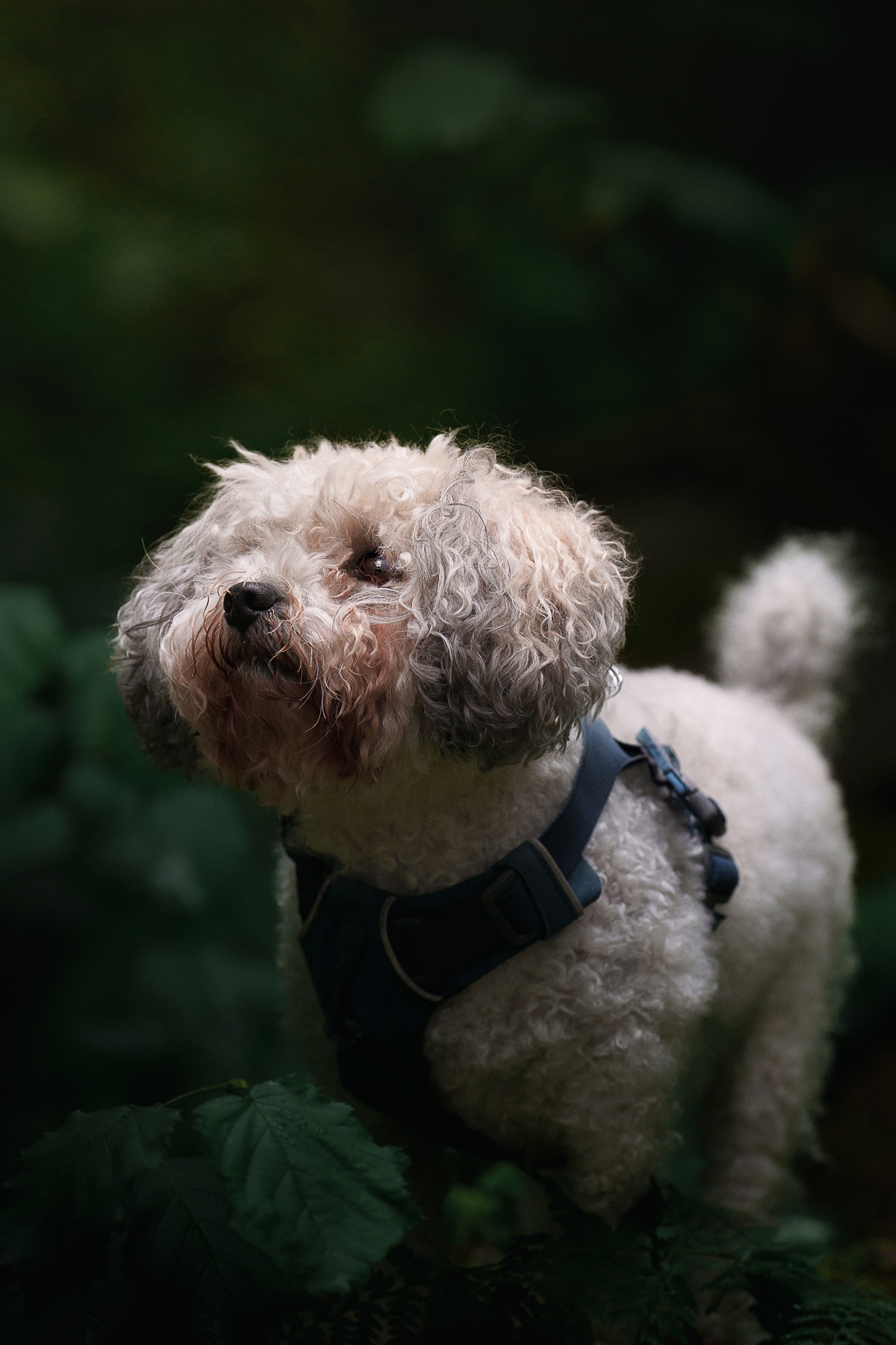 Curly white dog with a harness in a lush green forest setting.