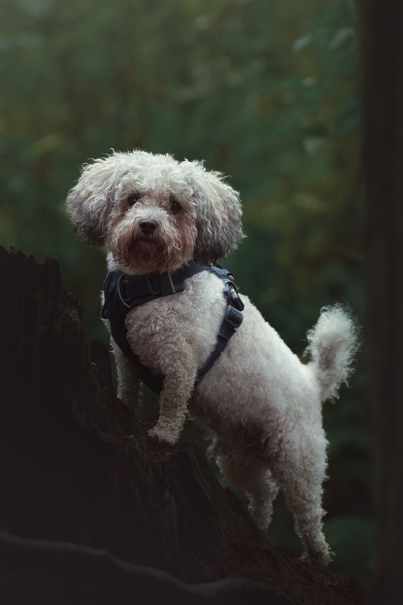 Fluffy white dog with a harness standing on a tree stump in a lush forest.