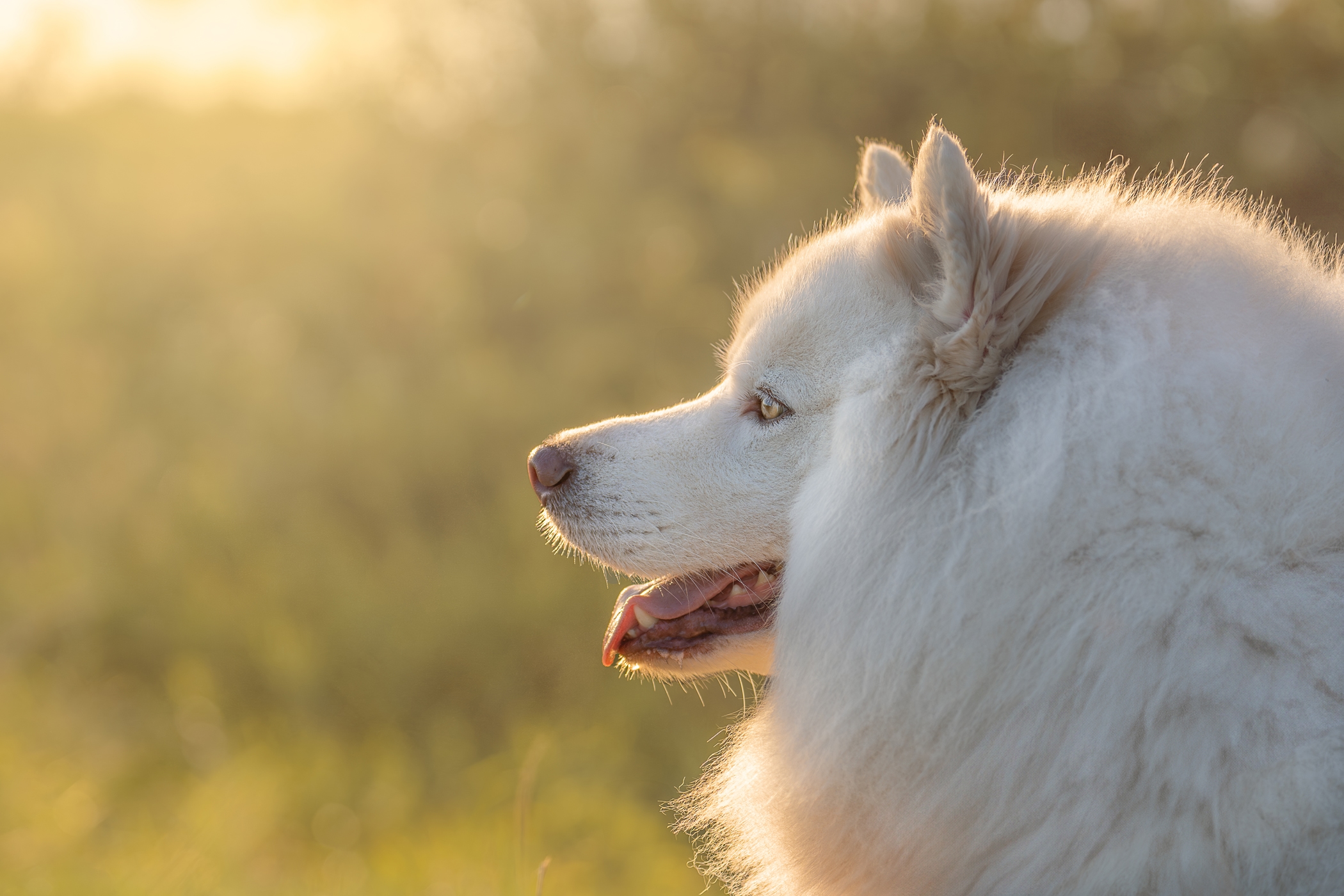 Fluffy white dog in profile with soft golden sunlight in a grassy field.