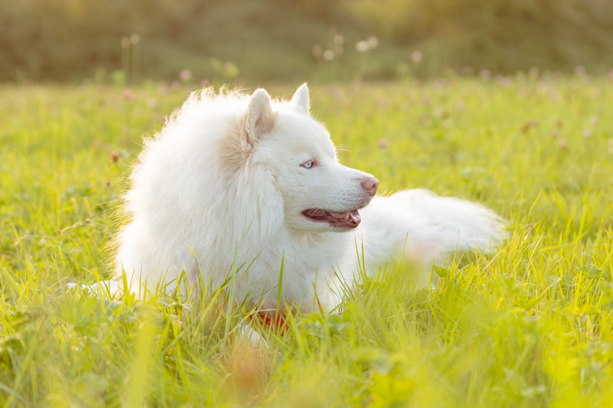 Fluffy white dog relaxing in a sunlit green meadow.