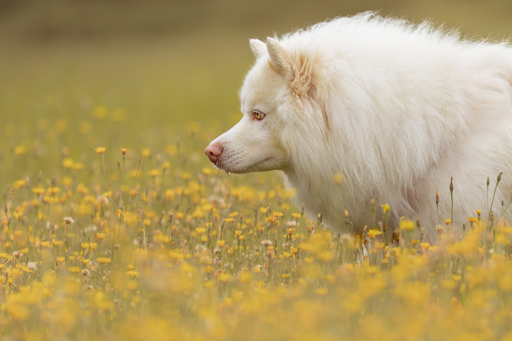 White fluffy dog in a field of yellow wildflowers.