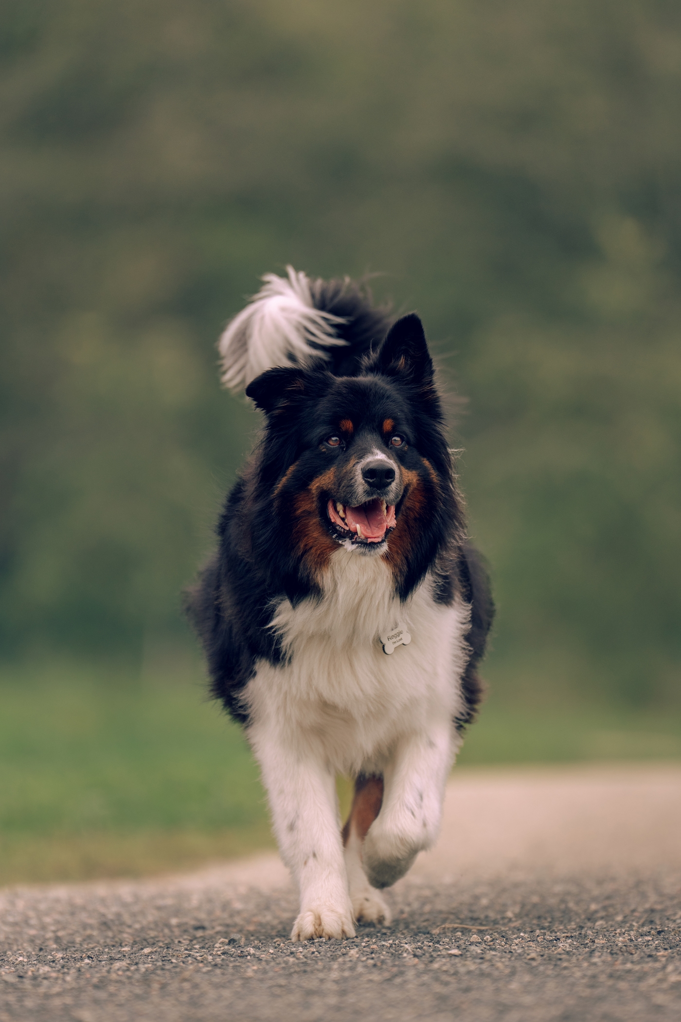 Fluffy black and white dog running on a gravel path in a green park.