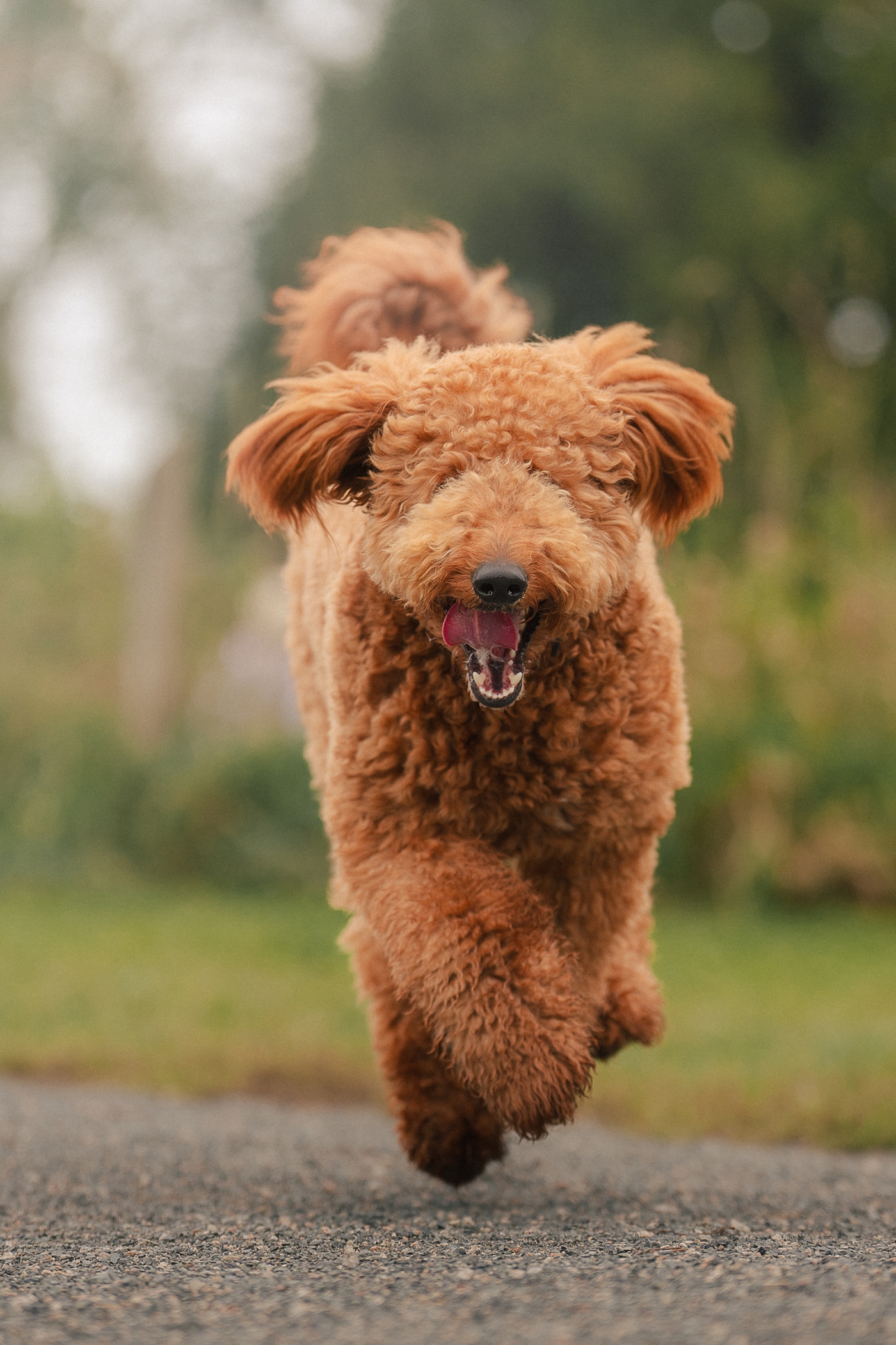 Fluffy brown dog joyfully running on a path in a park.