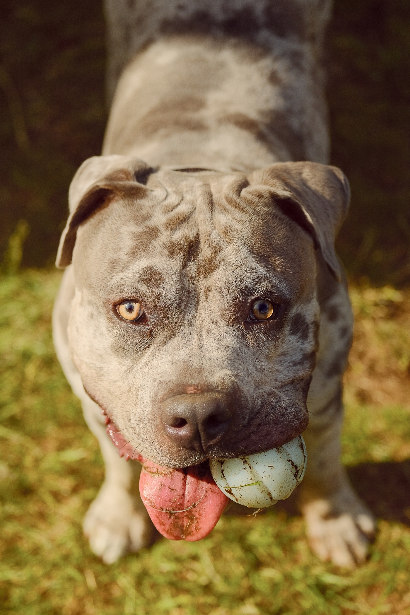 Brindle pit bull playing with a ball in a grassy field.