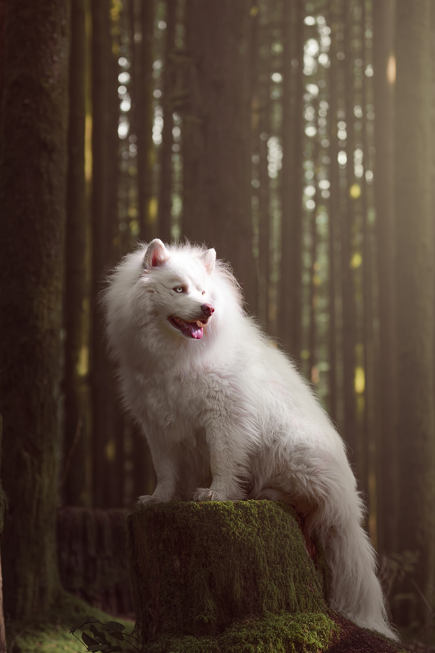 Fluffy white dog on mossy tree stump in forest.