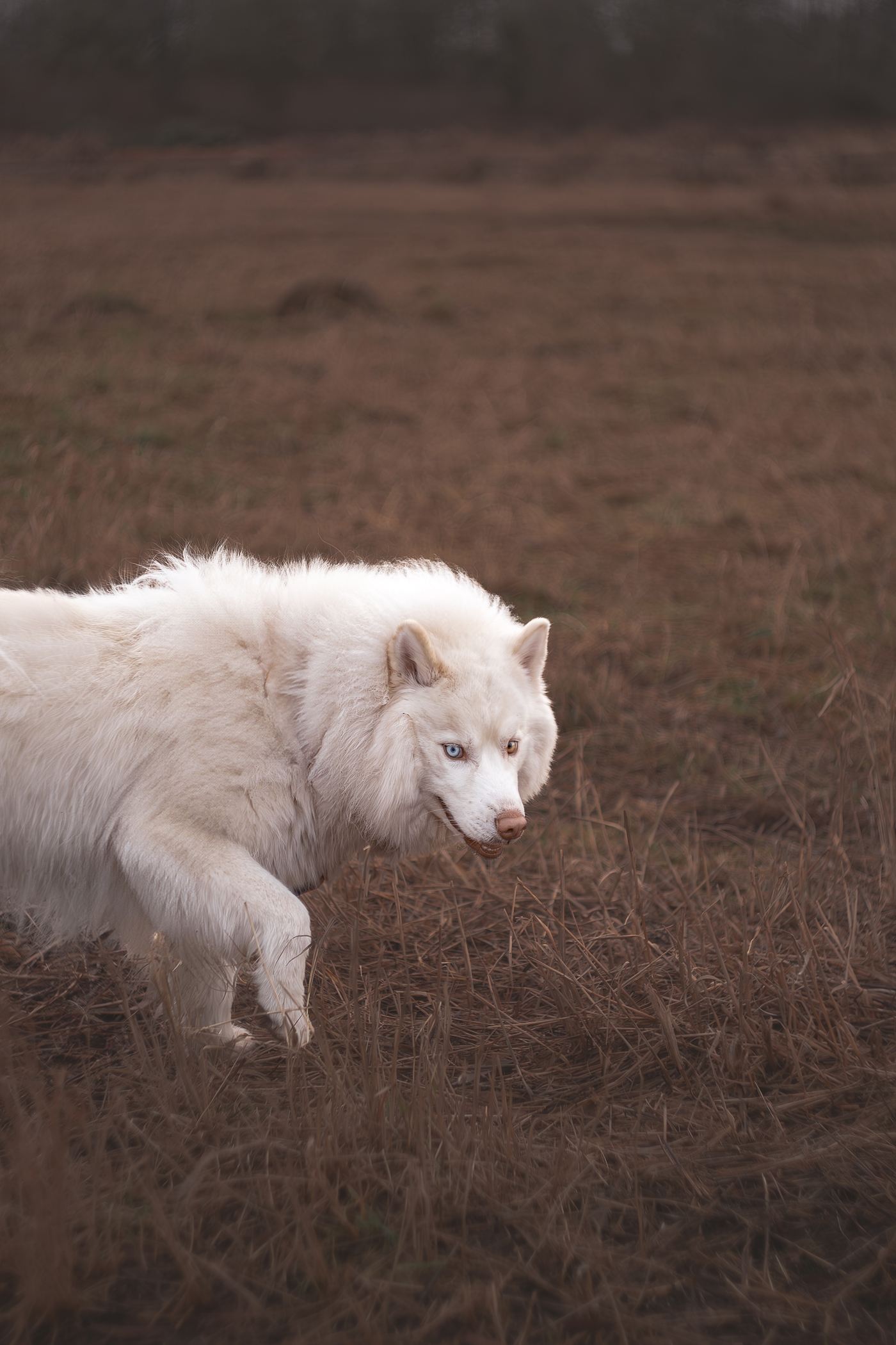 White Siberian husky with blue eyes walking in a grassy field.