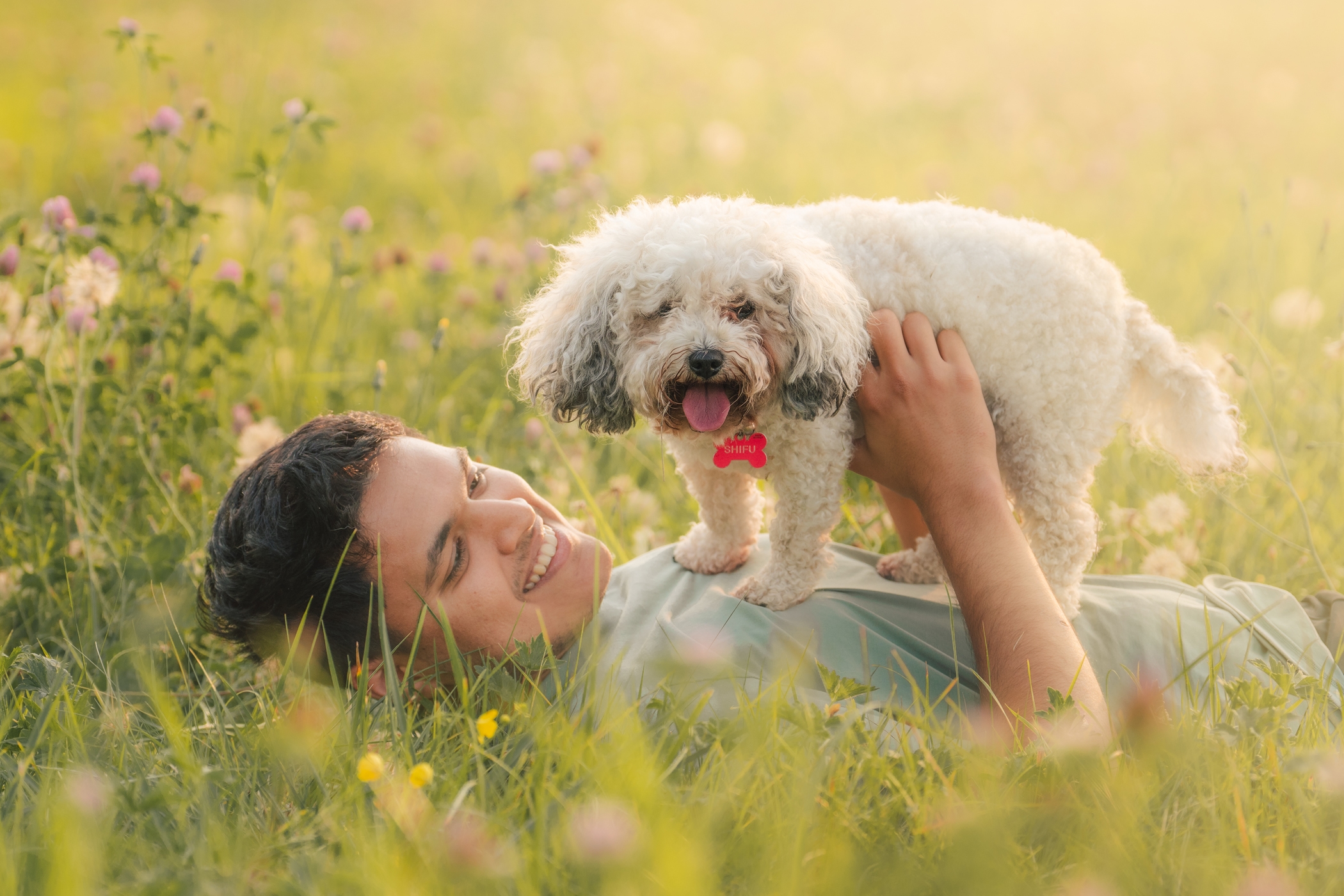 Smiling young man lying in a sunny meadow with a fluffy white dog on his chest, surrounded by wildflowers.