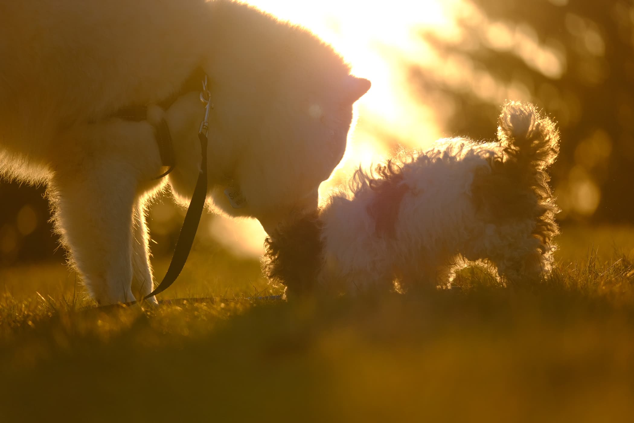 Snuggly Snouts about photo husky sitting small dog jumping on him to play inspiration for their logo