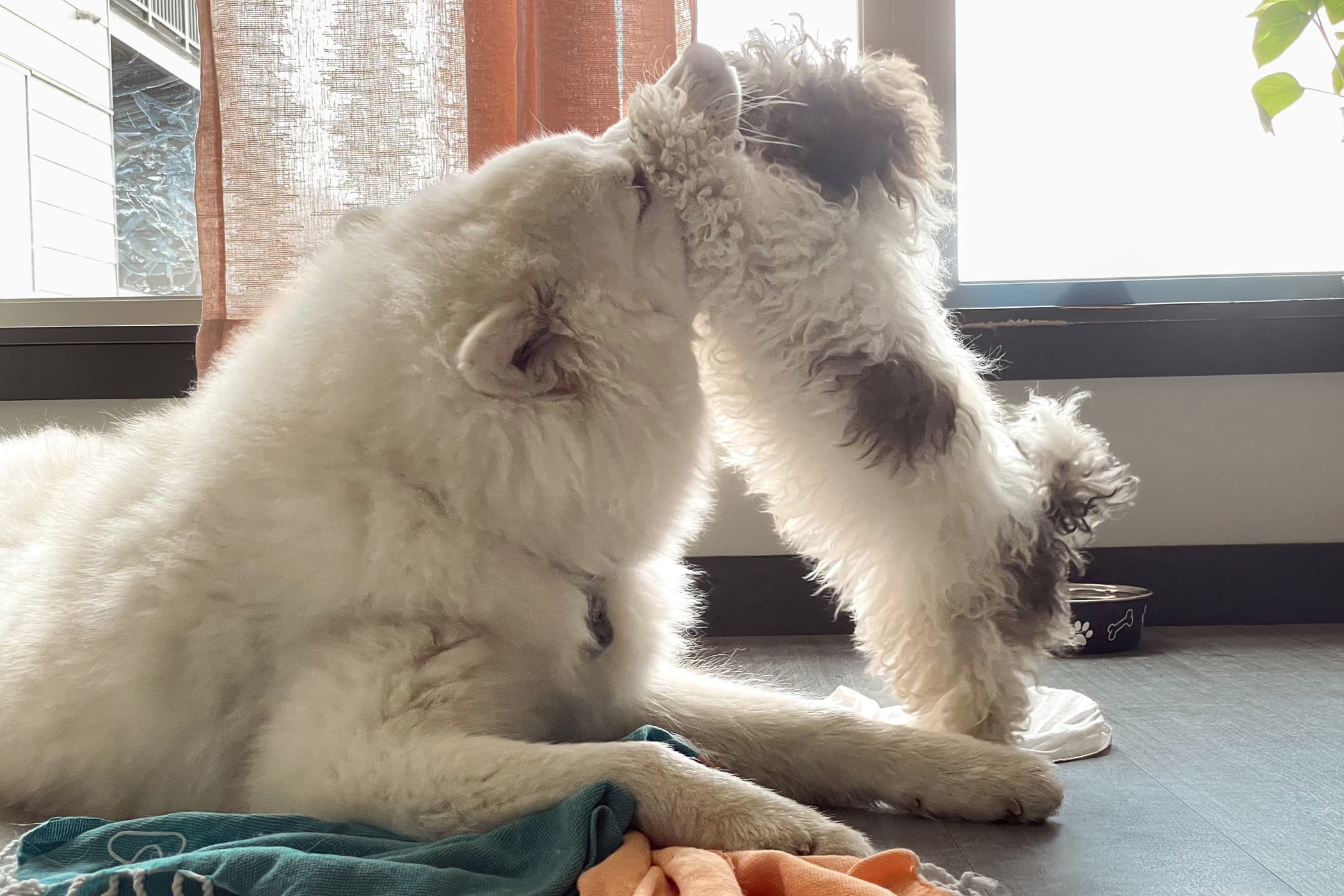 Snuggly Snouts about photo husky sitting small dog jumping on him to play inspiration for their logo