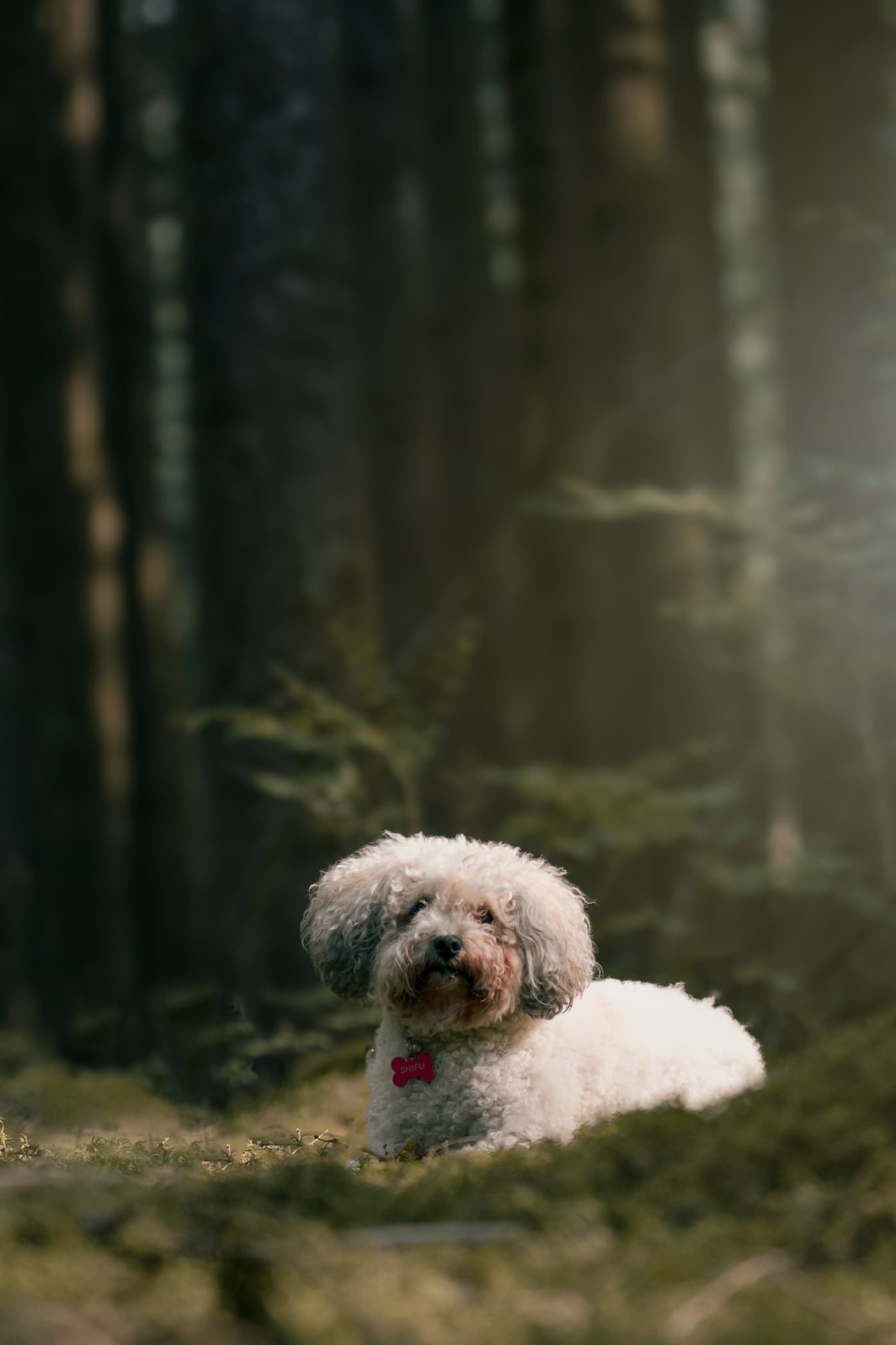 Snuggly Snouts portfolio image, Small fluffy dog in a sunlit forest setting.