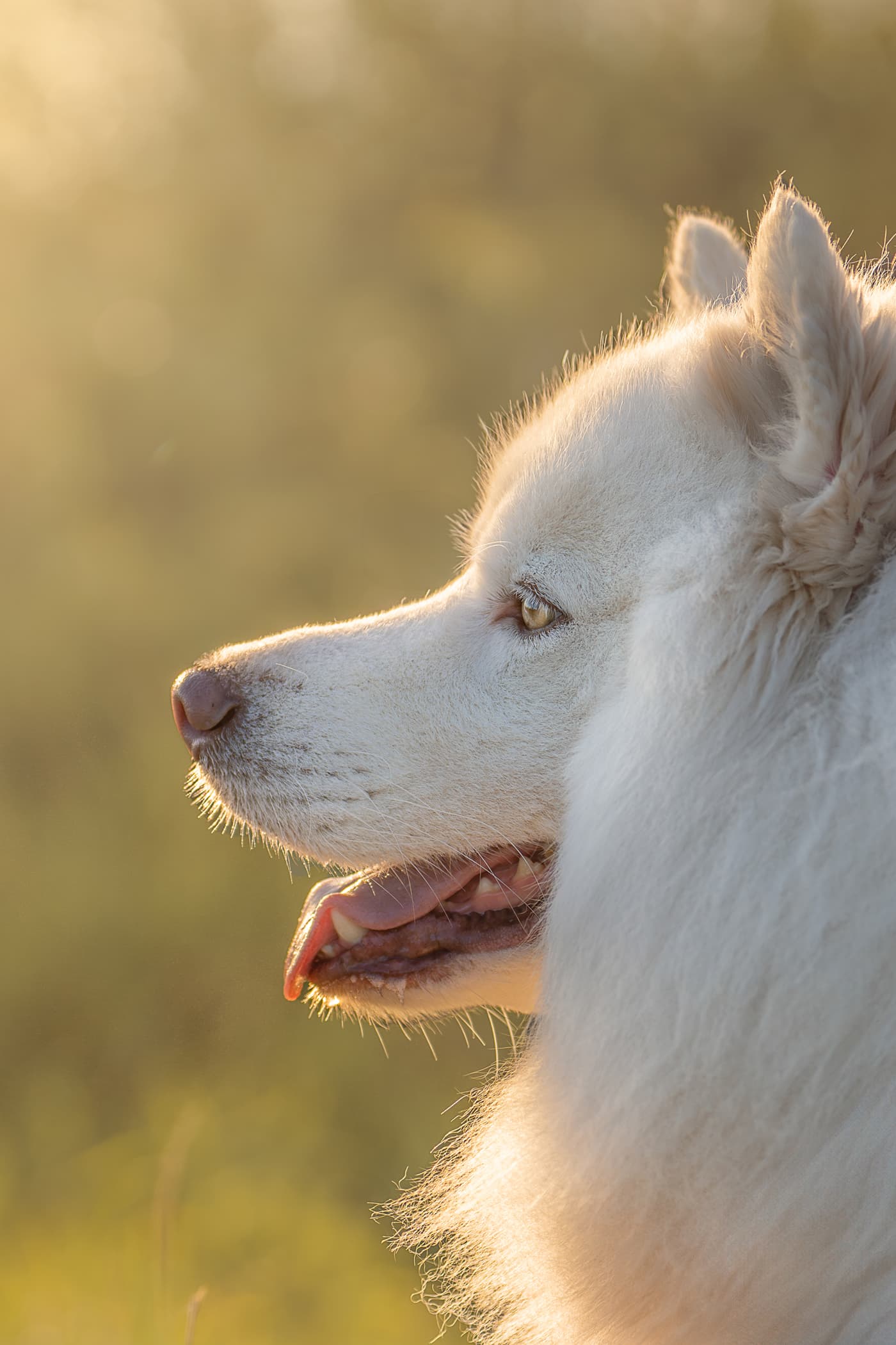 Snuggly Snouts portfolio image, Profile of a fluffy white dog in soft golden sunlight.