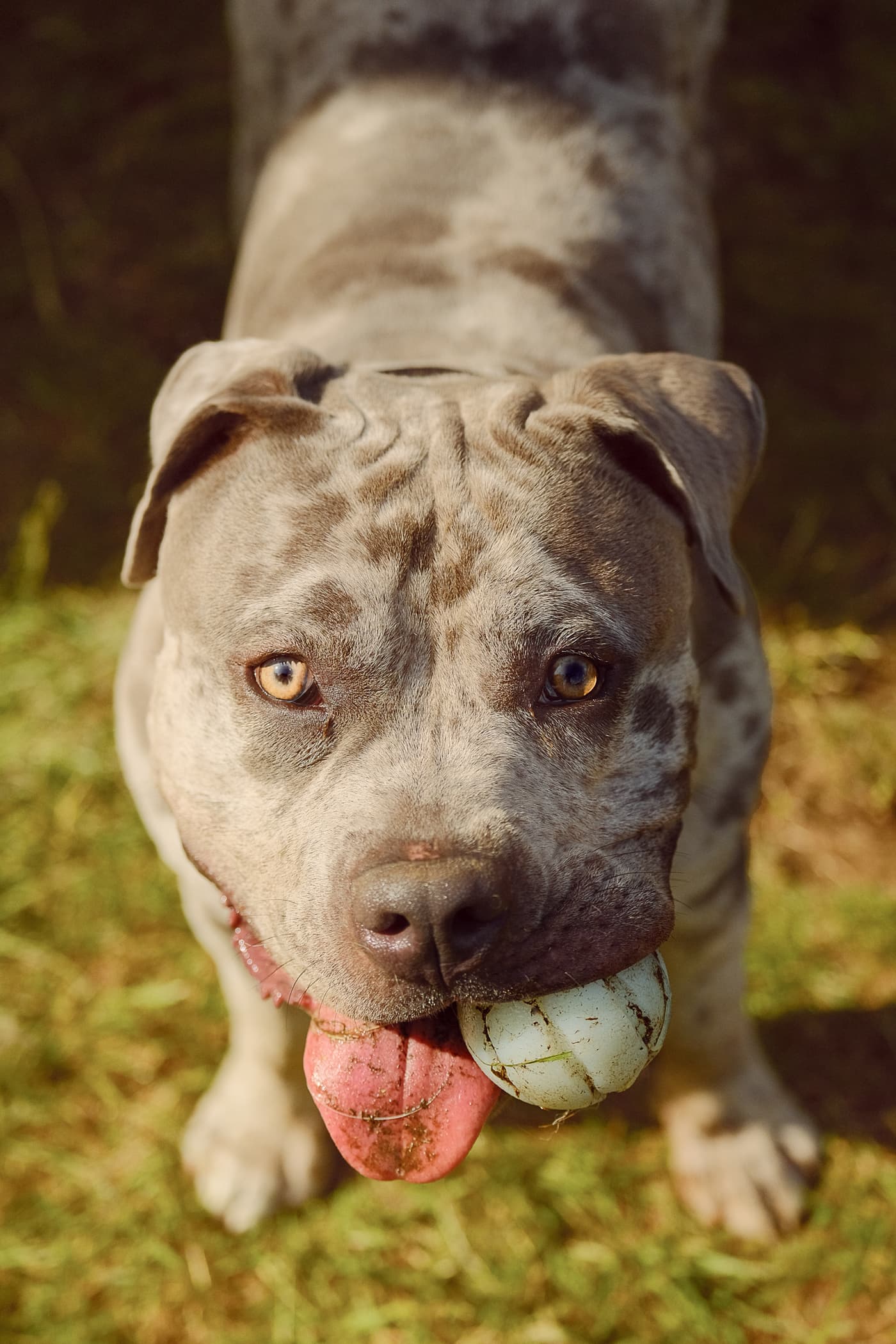 Snuggly Snouts portfolio image, Brindle pitbull with ball in mouth, playful dog in grassy field.