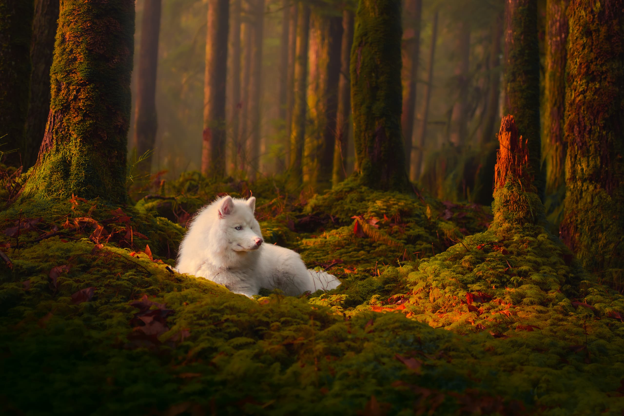A fluffy white husky resting on soft green moss in a misty, golden-lit old-growth forest.